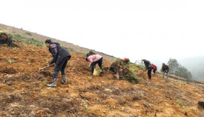 双牌林江村：白芨产业成为致富“良药”