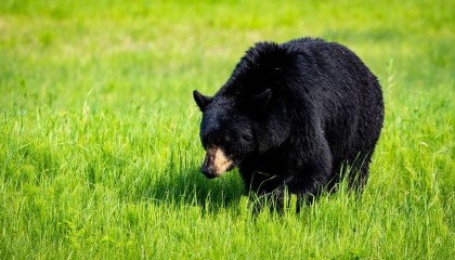 地方新闻精选 | 邯郸一野生动物园黑熊出逃 东莞一社区生三孩奖励5万