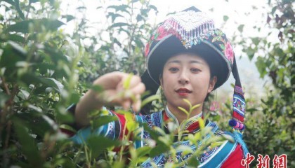 “千年茶乡”云南昌宁迎来春茶季