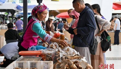 云南·南华国际野生菌交易中心供销两旺