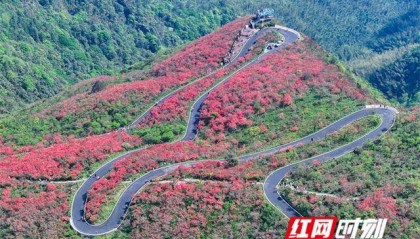 湖南双牌：杜鹃花开引客来
