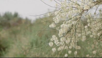 【新闻鲜听】新疆这里将建国家植物园