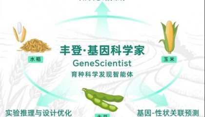 “AI育种科学家”自主发现数十基因新功能，田间试验证实“靠谱”
