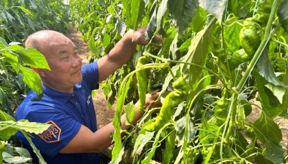 潍坊临朐：辣椒“辣”出致富新高度