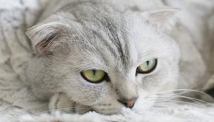 4216万千瓦!上海电网最高用电负荷,时隔14天再创历史新高,较去年增长4.6%