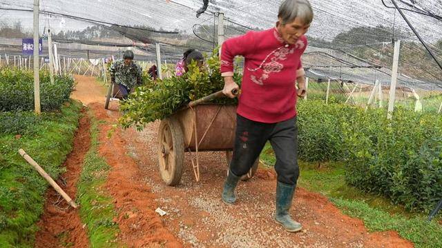 道县林业科技下乡助推绿色产业