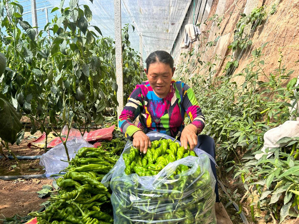 潍坊临朐：辣椒“辣”出致富新高度
