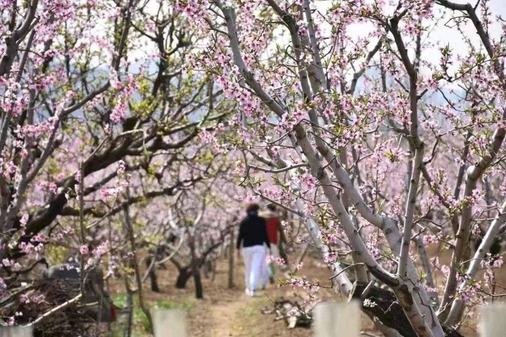 潍坊青州：以花为媒，打造春日消费新场景