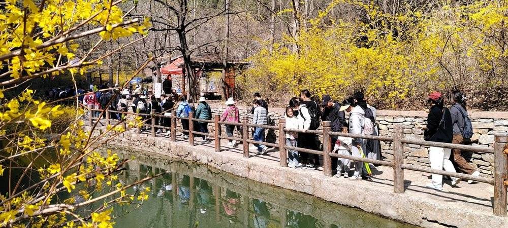 潍坊青州：以花为媒，打造春日消费新场景