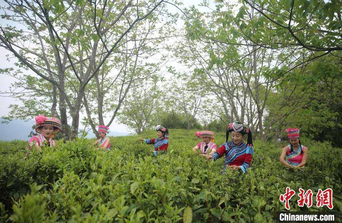 “千年茶乡”云南昌宁迎来春茶季