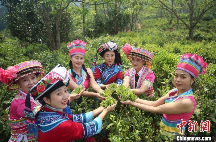 “千年茶乡”云南昌宁迎来春茶季
