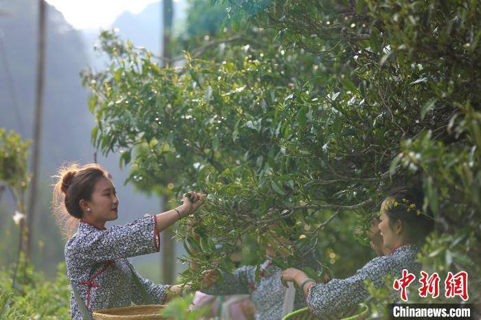 “千年茶乡”云南昌宁迎来春茶季