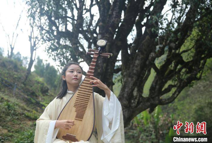 “千年茶乡”云南昌宁迎来春茶季