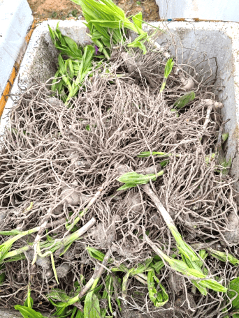 双牌林江村：白芨产业成为致富“良药”