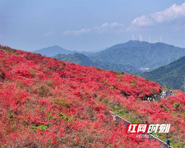 湖南双牌：杜鹃花开引客来