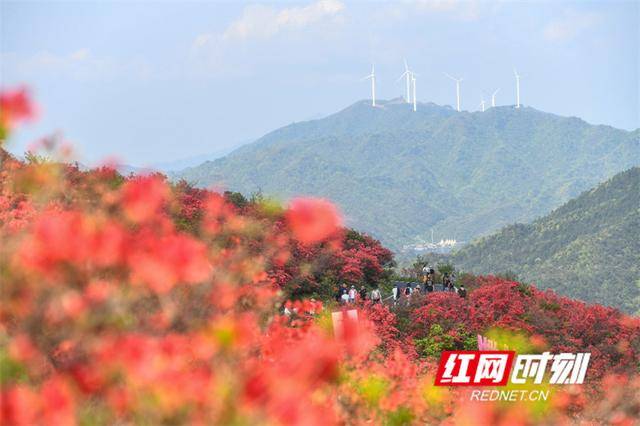 湖南双牌：杜鹃花开引客来
