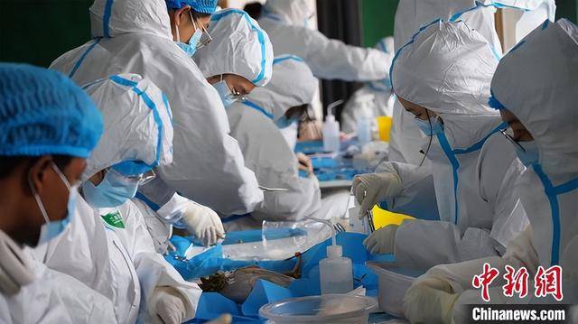 【中国新闻网】“中国羊谷”甘肃环县：养羊从靠运气到靠数据