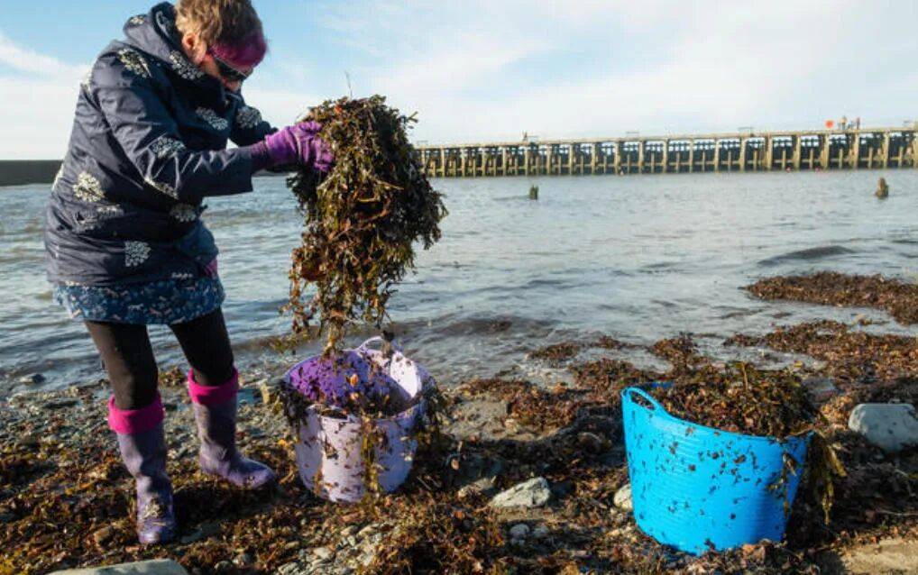 在新西兰捡海带卖,重罚万纽币!网友群嘲