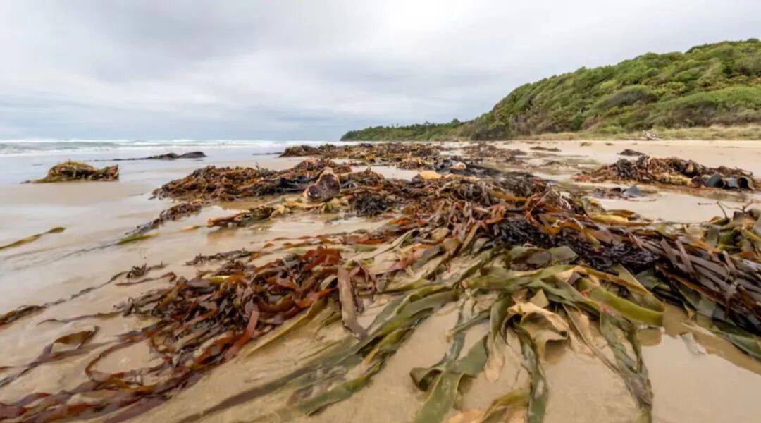 在新西兰捡海带卖,重罚万纽币!网友群嘲