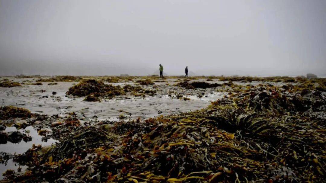 在新西兰捡海带卖,重罚万纽币!网友群嘲