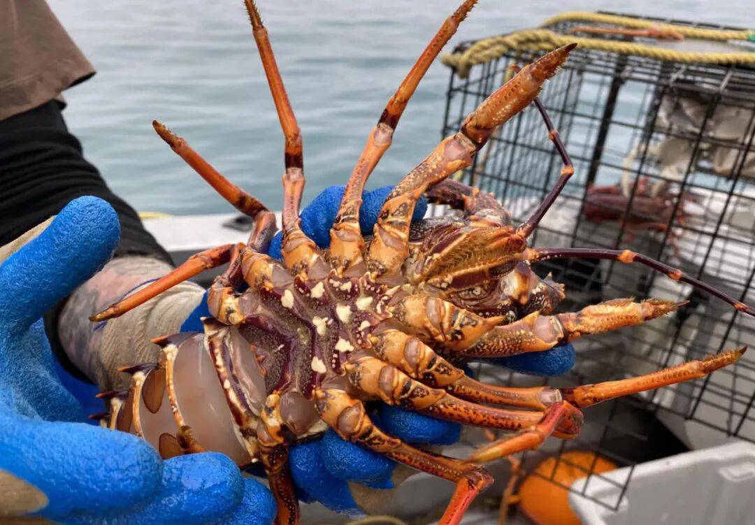 在新西兰捡海带卖,重罚万纽币!网友群嘲