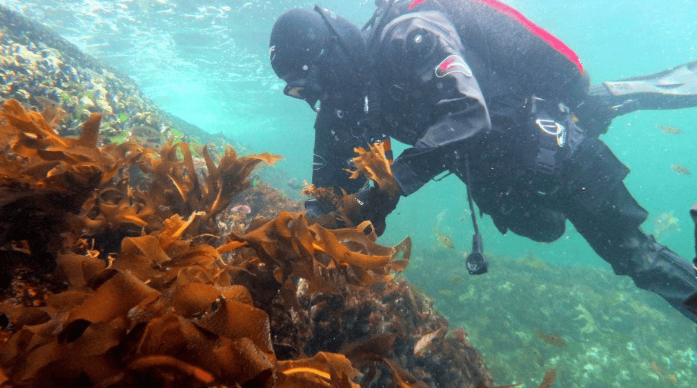 在新西兰捡海带卖,重罚万纽币!网友群嘲