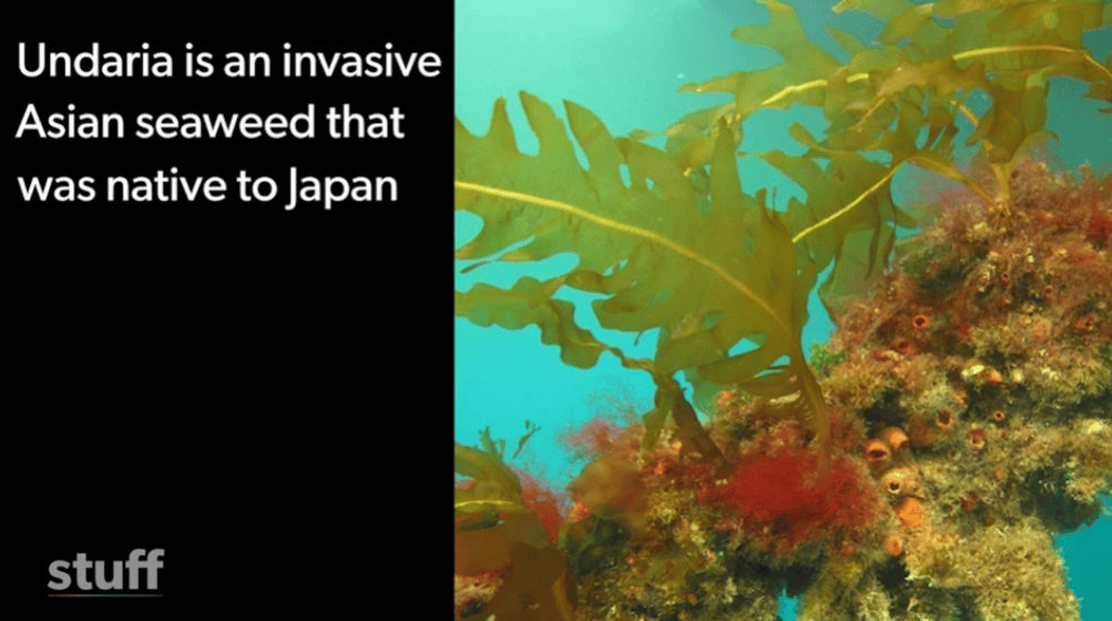 在新西兰捡海带卖,重罚万纽币!网友群嘲