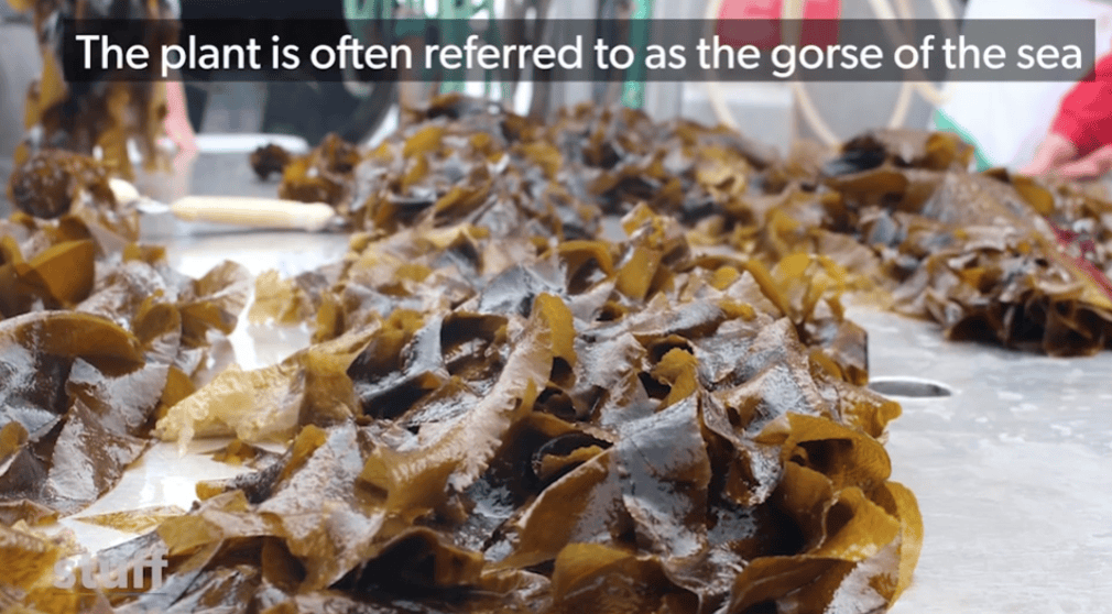 在新西兰捡海带卖,重罚万纽币!网友群嘲