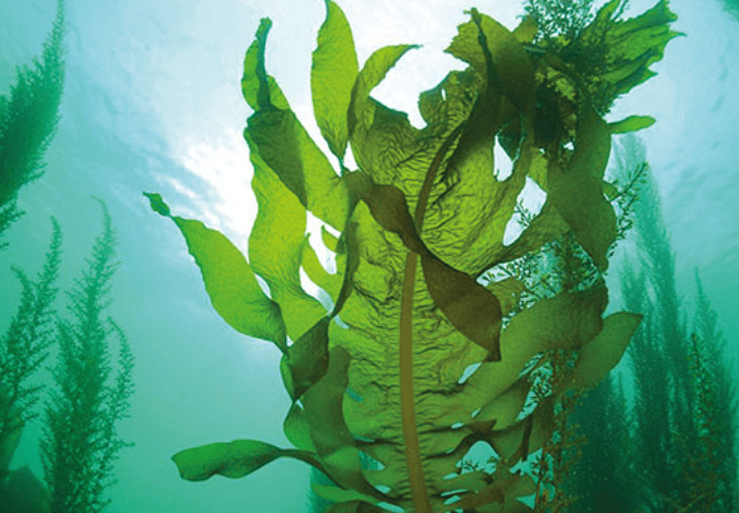 在新西兰捡海带卖,重罚万纽币!网友群嘲