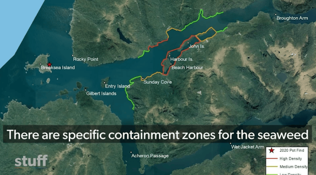 在新西兰捡海带卖,重罚万纽币!网友群嘲