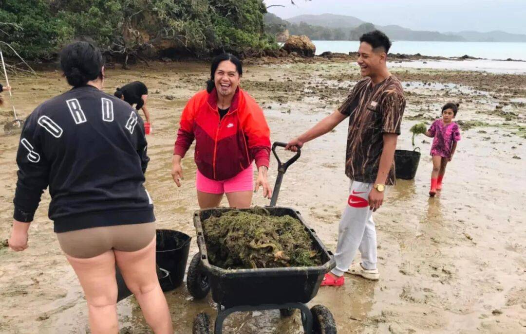 在新西兰捡海带卖,重罚万纽币!网友群嘲