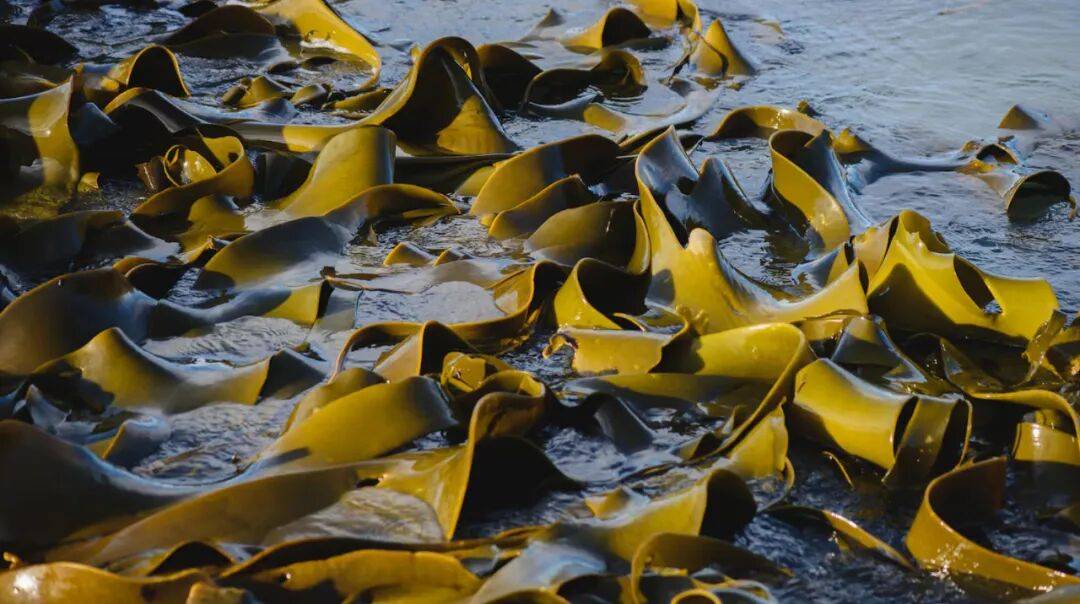 在新西兰捡海带卖,重罚万纽币!网友群嘲