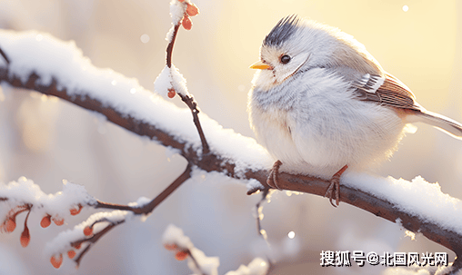 数字人民币一文通